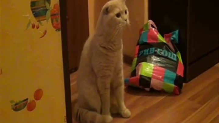 Кот в шоке ❖ My cat shocked!
