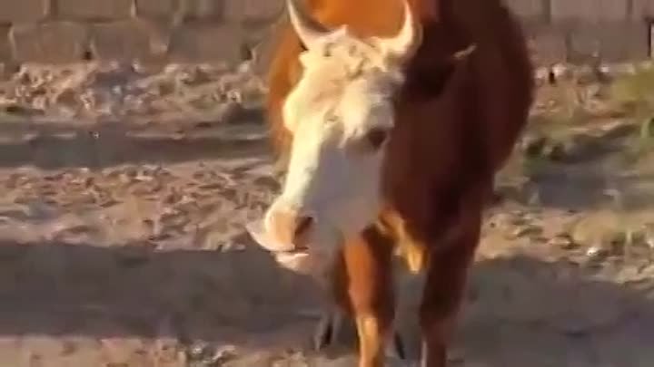 Speaking Cow - Konuşan İnek
