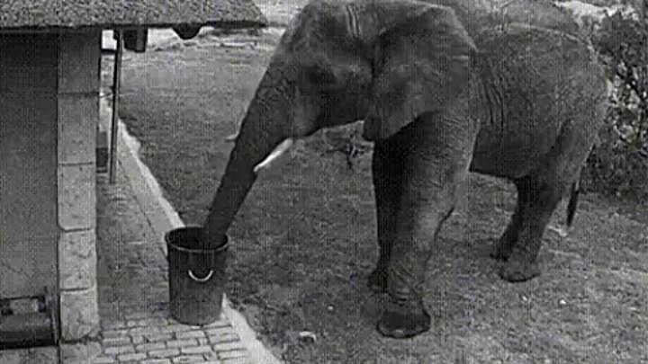 Слон попался на камеру наблюдения, убирая мусор