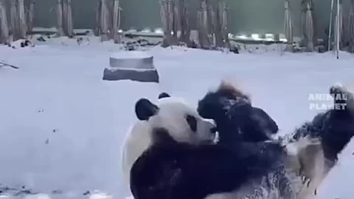 Панда развлекается 🐼