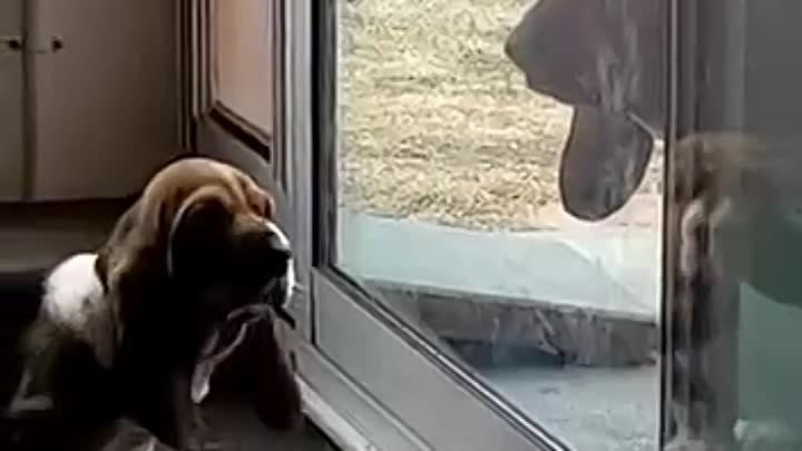Родитель учит щенка ,как заходить в собачью дверь))
