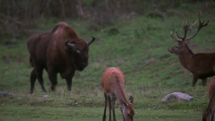 Олень атакует зубра! Red Deer attack bison!