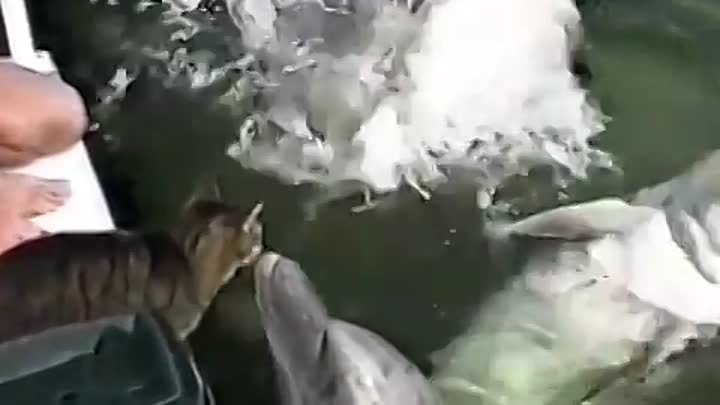 Котик играет с дельфином