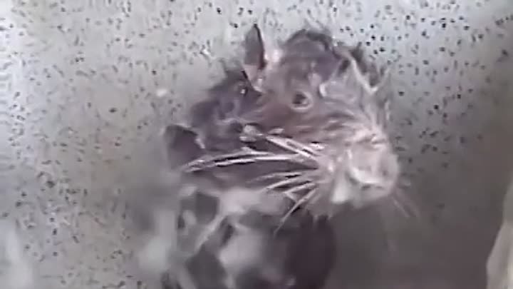 Крыса -человек моется с мылом