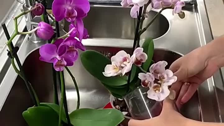 6 способов заставить орхидею цвести, даже если она высохла и пожелтела