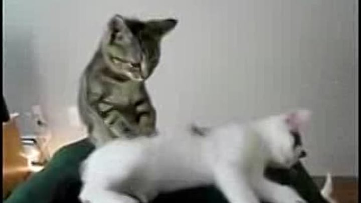 Как кошке сделать массаж Канал КАК..