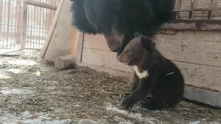 Первые шаги медвежат в барнаульском зоопарке