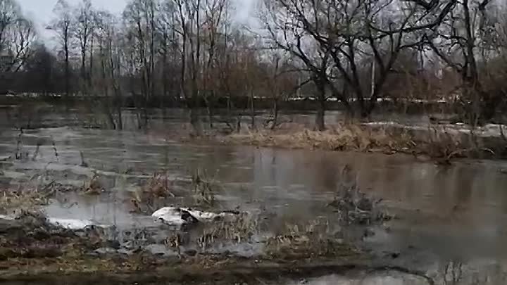 Мост от деревни Бабаево к деревне Чижово затопило рекой Колокшей в С ...