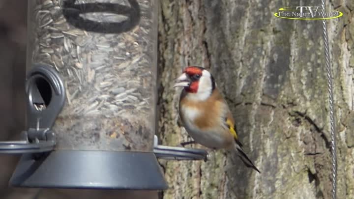 Голоса птиц Щегол (Carduelis carduelis).#Голоса #птиц #Щегол #Cardue ...