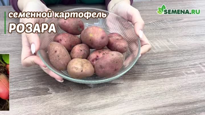 16_9_Обзор качества семенного картофеля_1920х1080 (video-converter.c ...