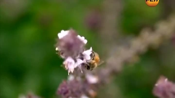 “Пчелиное (маточное) молочко“. (online-video-cutter.com) (1)