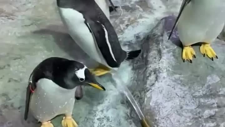 Пингвины из Московского зоопарка принимают утренний душ в вольере