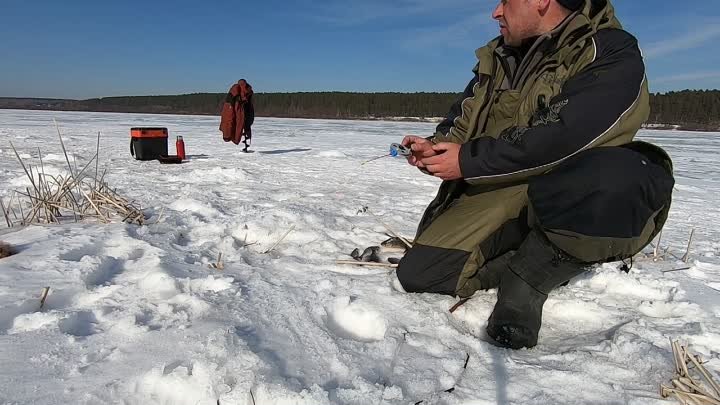 ЗАКРЫЛ СЕЗОН ЛОВЛИ С ЛЬДА НА МОРМЫШКУ НЕПЛОХИМ УЛОВОМ