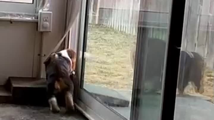 Как научить щенка пользоваться дверью