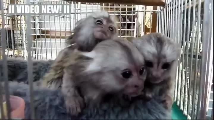 Маленькие Обезьянки - смешные и милые дети обезьян .