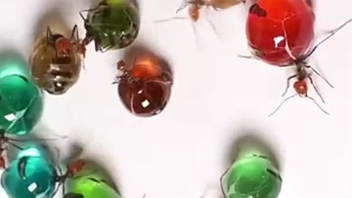 Медовый муравьи