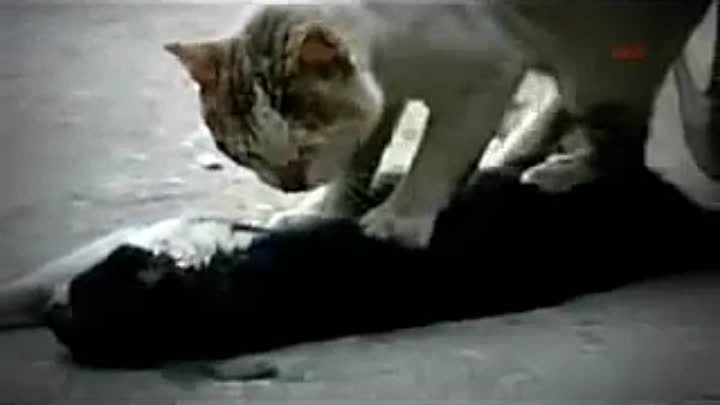 Самый грустный ролик в мире про Кошек!