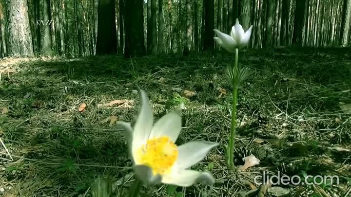 Пробуждение природы исполняет К. Куклин, автор стихотворения В. Гуся ...