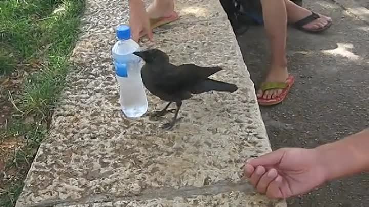 A Very Smart Bird 🔹 Thirsty crow comes to humans for help