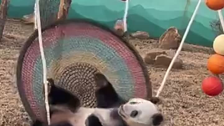 Чем занята панда