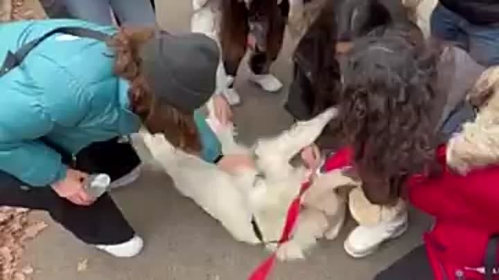 Собака отлично ладит с дамами