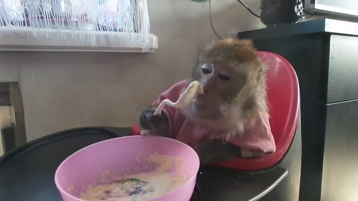Ржачная обезьяна кушает кашу