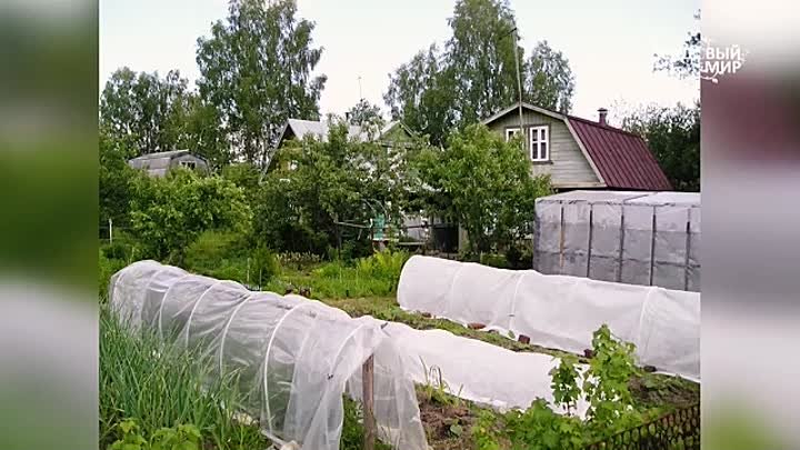 Выбираем семена овощей для грунта и для теплицы  Эти сорта вам понра ...