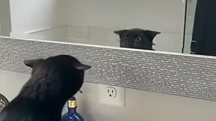 Кот в первый раз видит себя в зеркало...