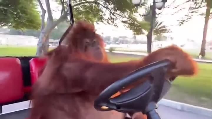 Орангутанг  решил проветриться за рулем
