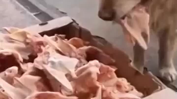 Добрый мясник оставляет обрезки возле магазина для бродячих собак