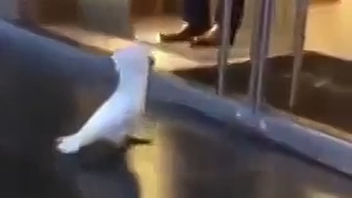 Этот попугай решил, что он собака. Какаду лает🤣