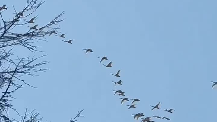 Лебеди в небе над Макаровым🦢 

Видео: Владимир Бублиенко💥

@go_sak ...