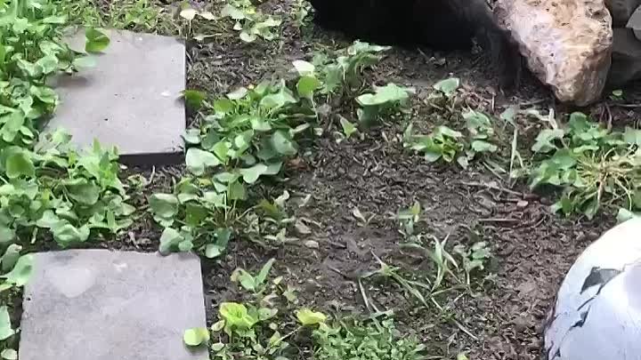 Черная кошка чернышка и овсяница))