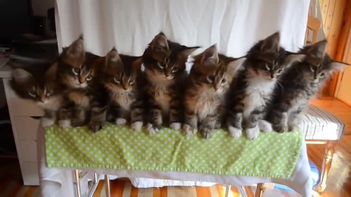 Семь очаровательных котят реагируют в унисон на блестящий объект. Ко ...