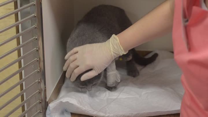 Правильная перевязка лапы коту - пациенту ветеринарного центра «Зоовет» 