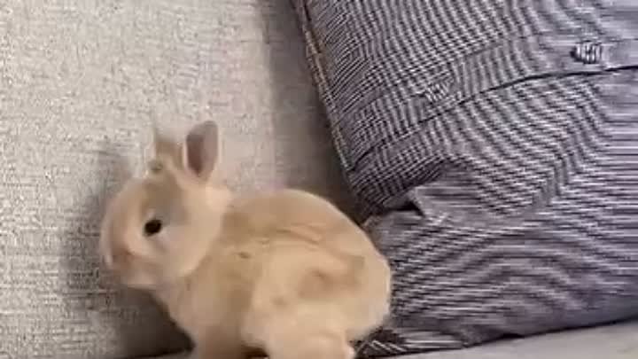 Милые крольчата для хорошего настроения