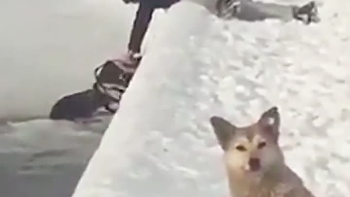 В Орле мужчина спас собаку из ледяной воды, ему пришлось пожертвоват ...