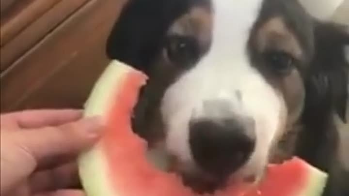 Собака ест арбуз