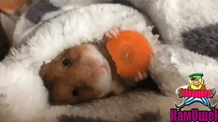 Hamster