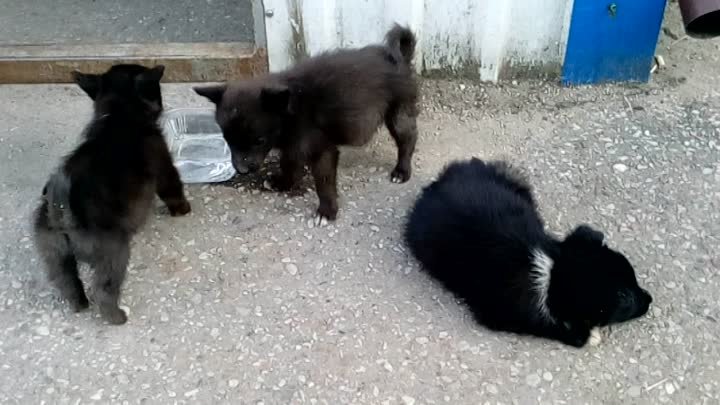 ЩЕНЯТ ПОДБРОСИЛИ НА МАЛЕНЬКИЙ РЫНОК (ДЕВОЧКИ),  11.05.2018 в пятницу ...