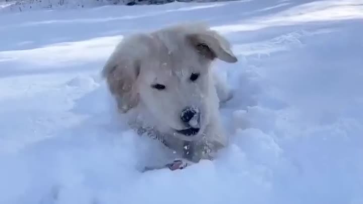 Снежный малыш