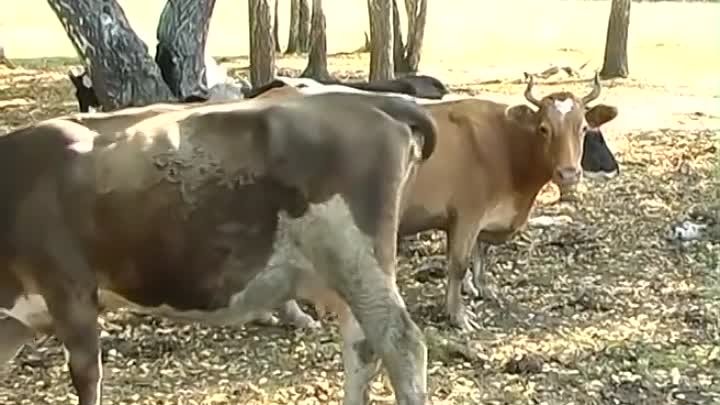 Домашняя ферма   Коровы
