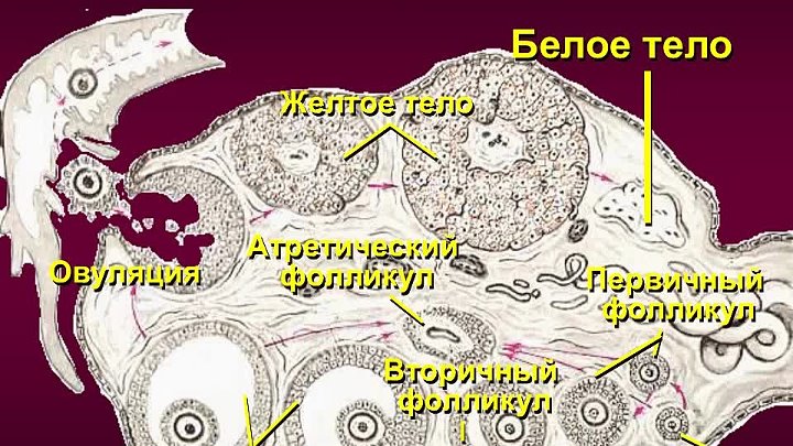 Яичники система