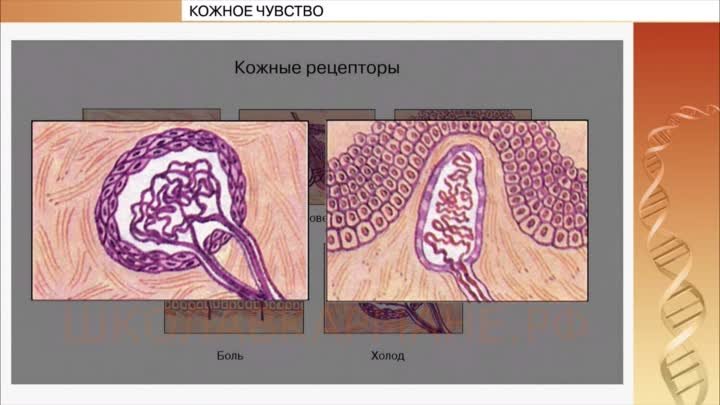 Видео из е-учебника «Школа в кармане» — Кожное чувство