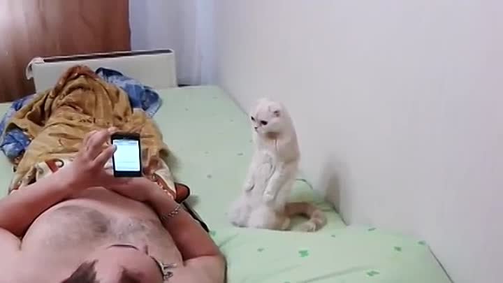 Кошка слушает гимн России