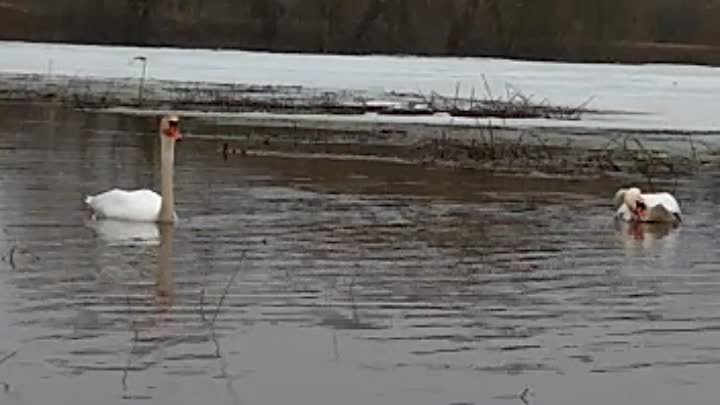 Лебеди прилетели 🦢🦢 Весна 2023 🌿