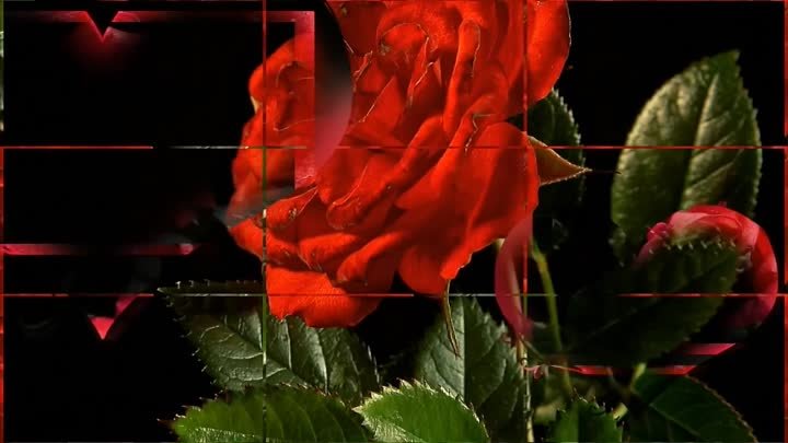 Розы, красивая мелодия