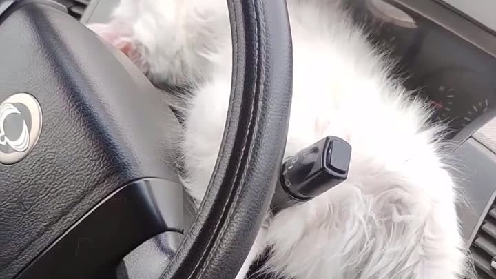 Видео от котомании 😍 💝 😺