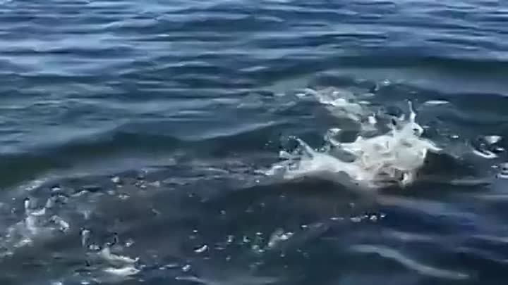 Морской котик спасается от косаток запрыгнув в лодку