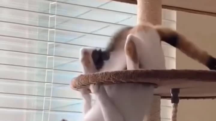 Видео от котомании 😘 💓 😻